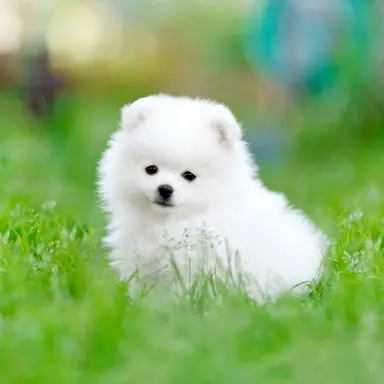 Profile image of 犬化三