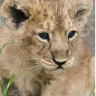 Profile image of Kiara