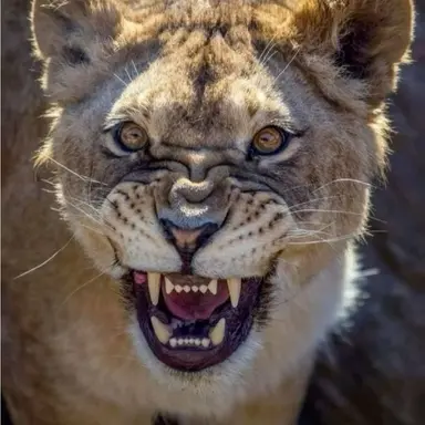 Profile image of Khan
