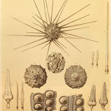 Profile image of Theodore