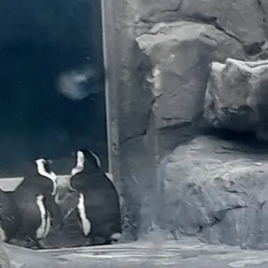 Profile image of 독감