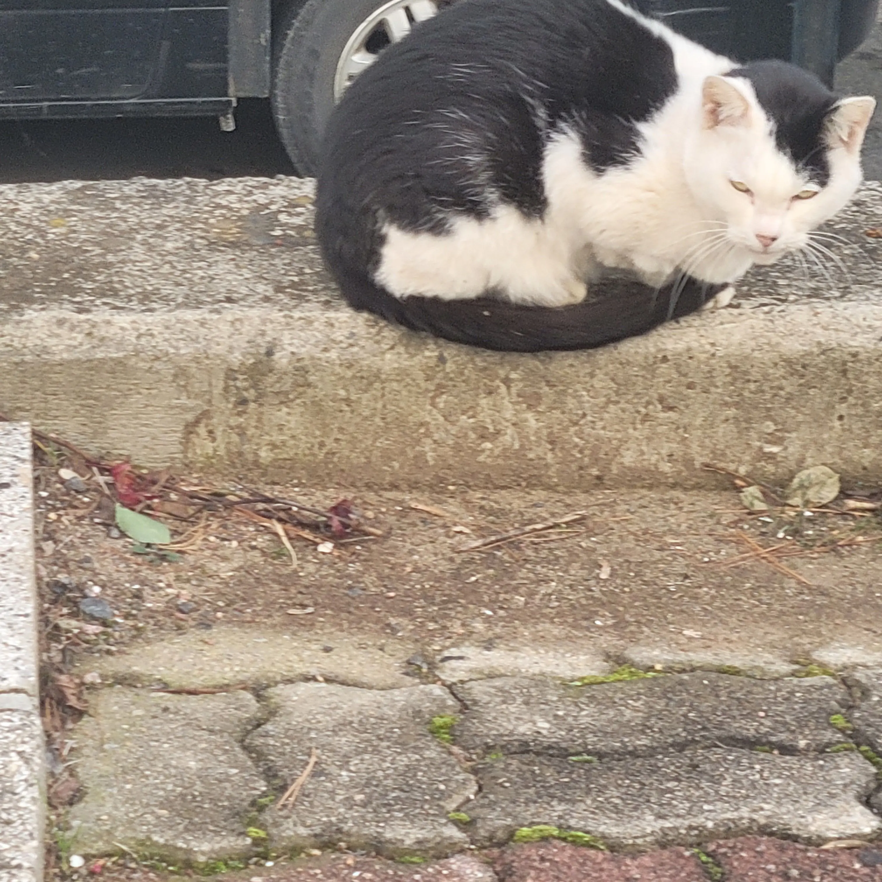 CostlyCharm1121의 고고프렌즈 학교+여우