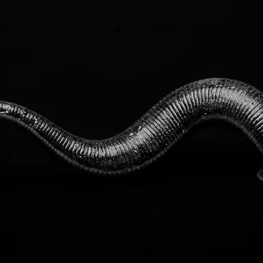Profile image of 제르나덴