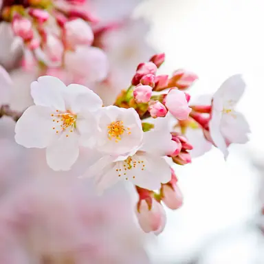 Profile image of MOMOKA