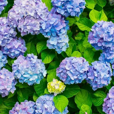 Profile image of JISOO