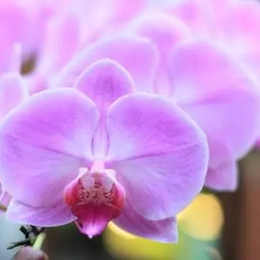 Profile image of NAOKO