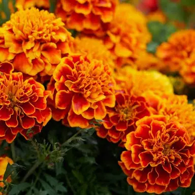 Profile image of MAHINA