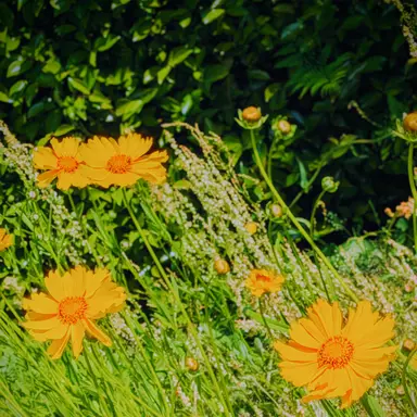 Profile image of FlowerGlow