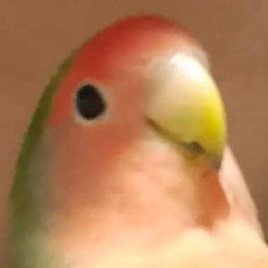 Profile image of 애완앵무