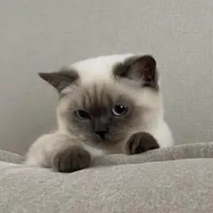 ADP의 이영서