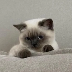 이영서