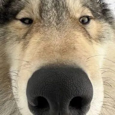 Profile image of 늑대
