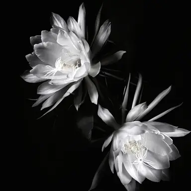 Profile image of 양정인