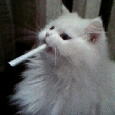 Profile image of 星導ショウ