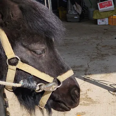 Profile image of 코쵸우 시노부