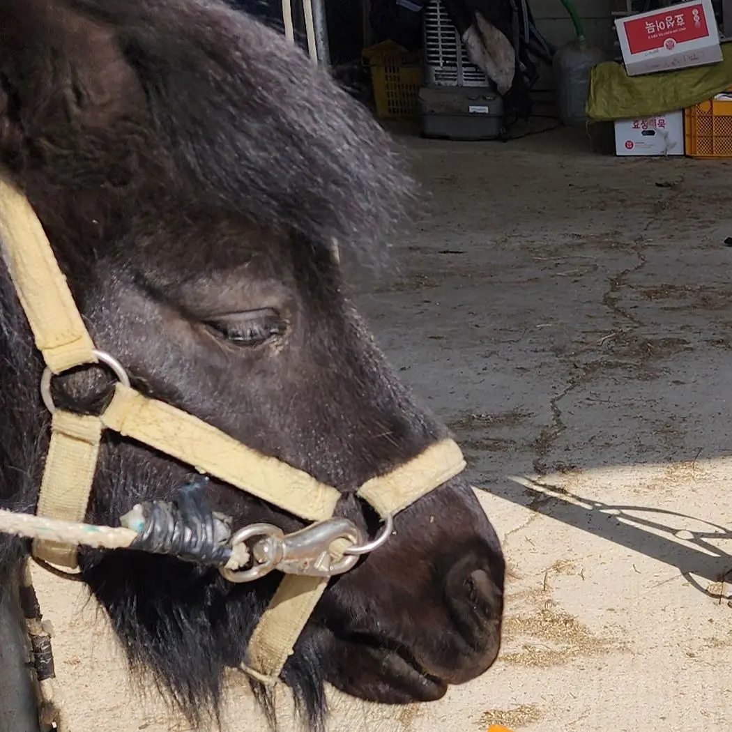 NuttyPuli5654의 주들이 동물로 변했다..?