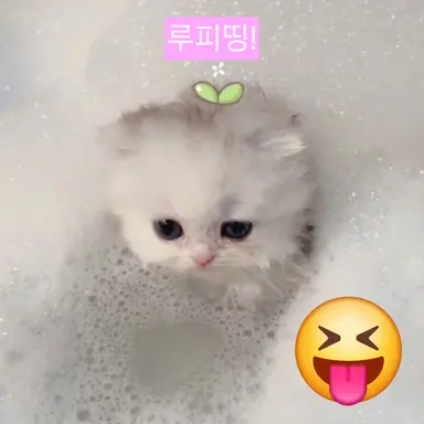 Profile image of 루피