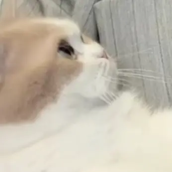 Profile image of もっちゃん