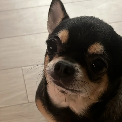 김에리