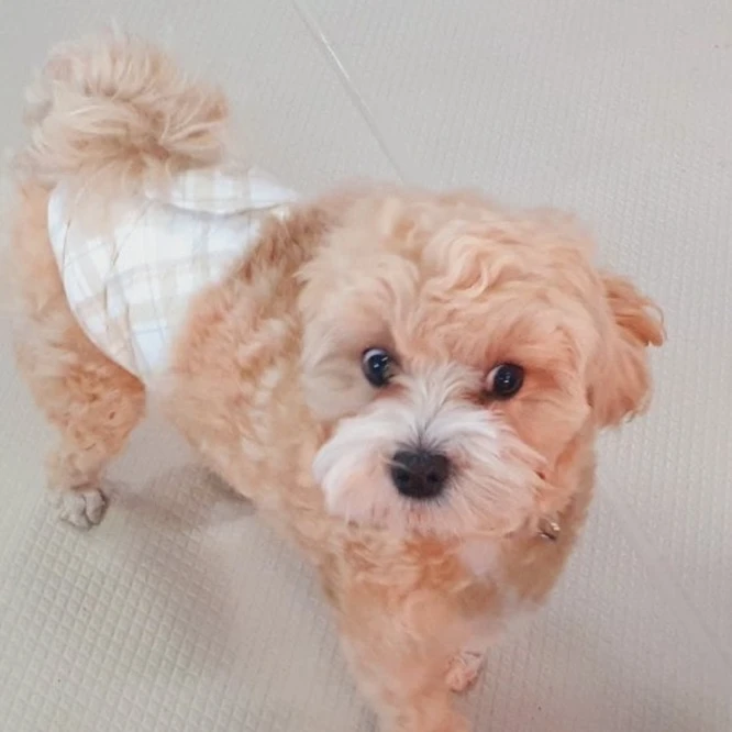 미수반이  남매