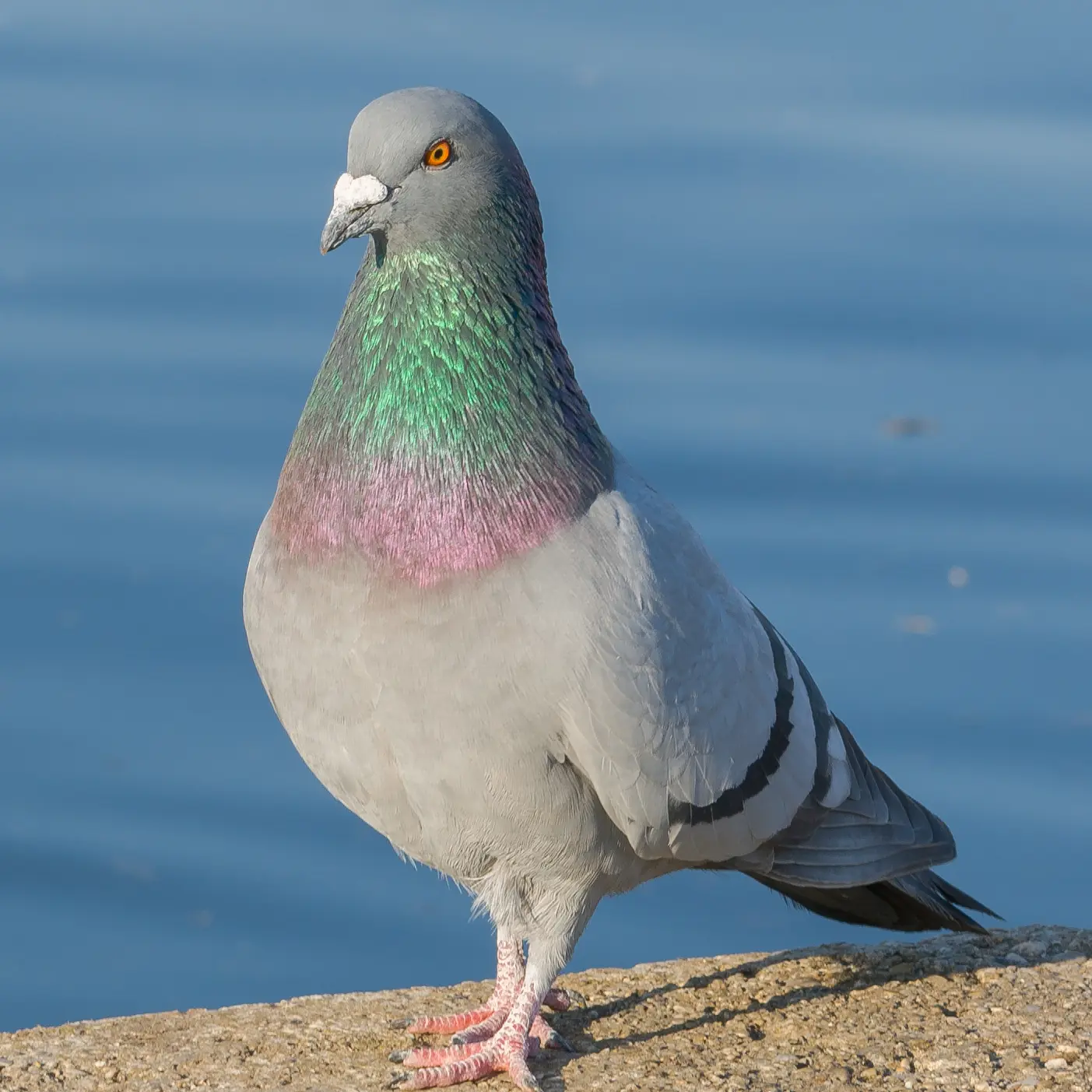 Pigeoncore의 비둘기
