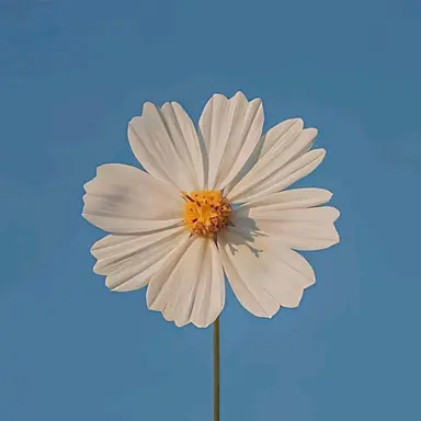 Profile image of 백강혁