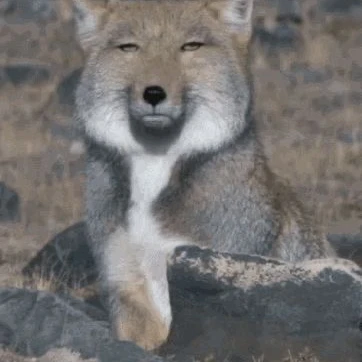 티벳여우