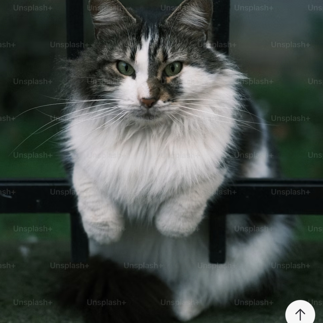 길고양이 대표 이미지