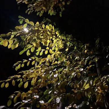 Profile image of 네레이션