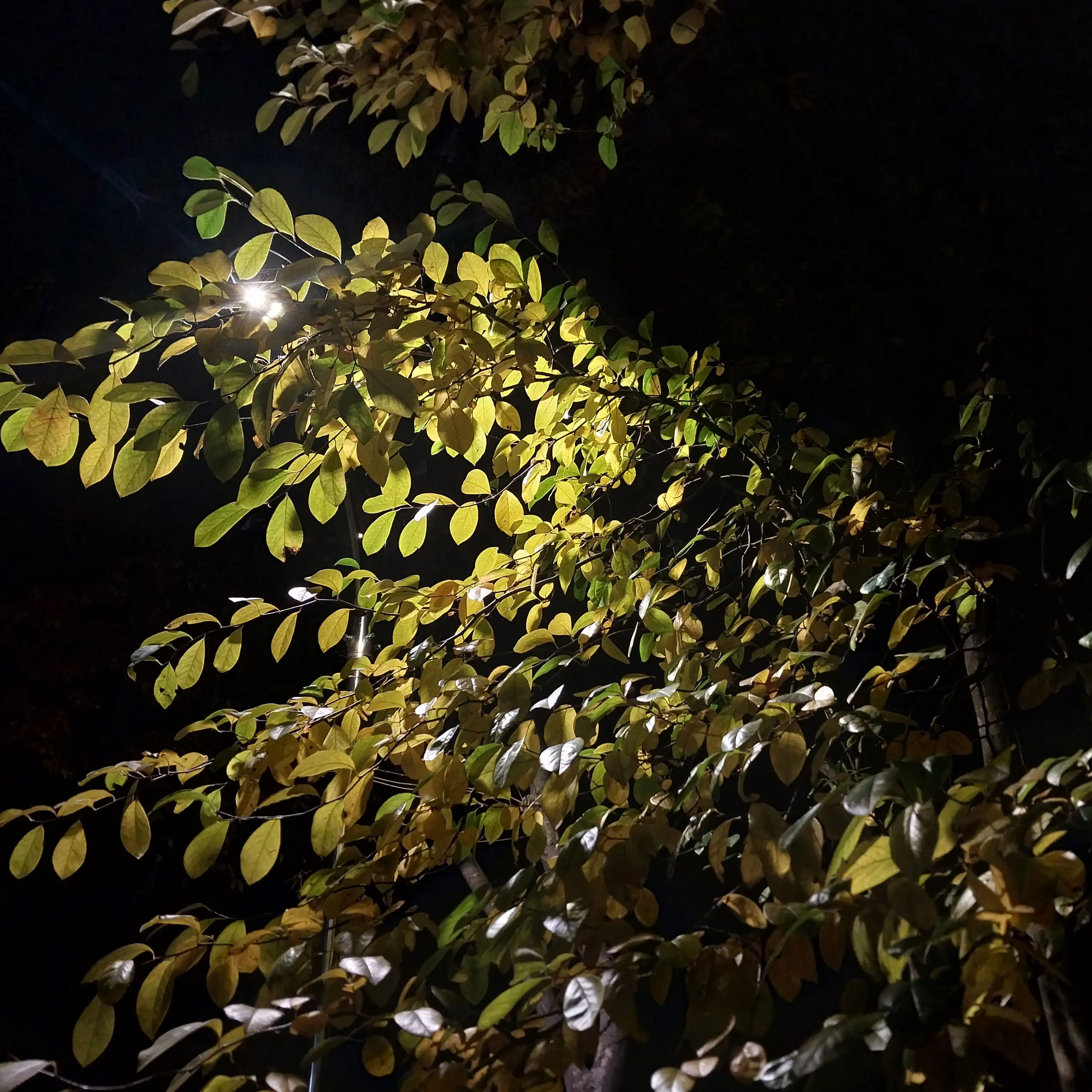 White_Tiger-Black_Tiger의 .