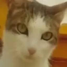 Imokay의 좌코미노과르디아노델레갈리씨부르꽈씨오