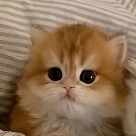 WearySwab9035의 치우