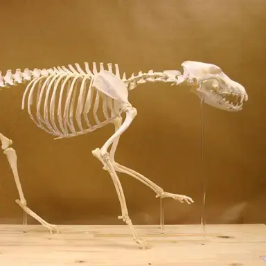 Profile image of Wolf