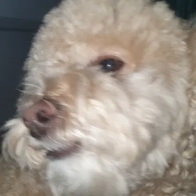 Profile image of 여우뇬