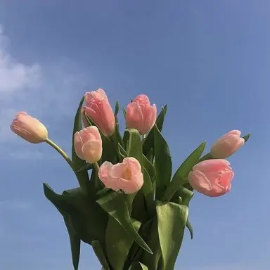 Profile image of 이아롱
