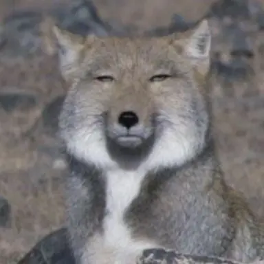 Profile image of Fox