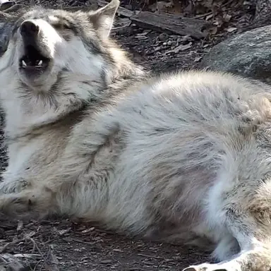 Profile image of Wolf