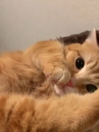 Daesung.s_wife의 🐱