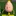 yellow egg