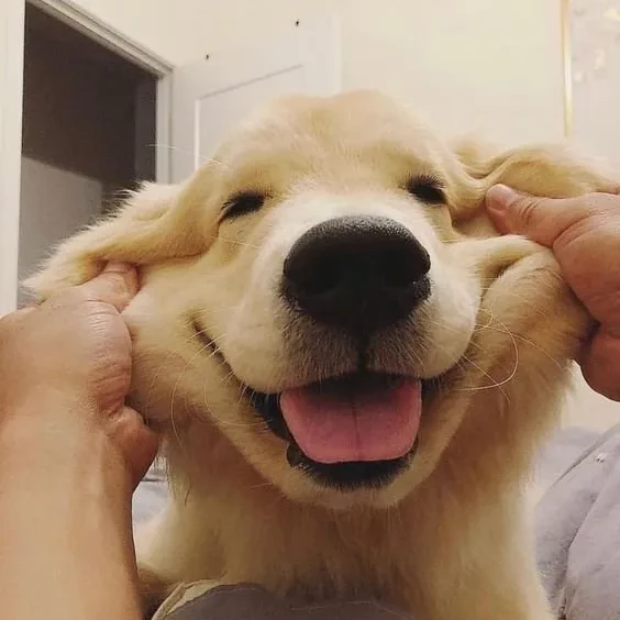 골드
