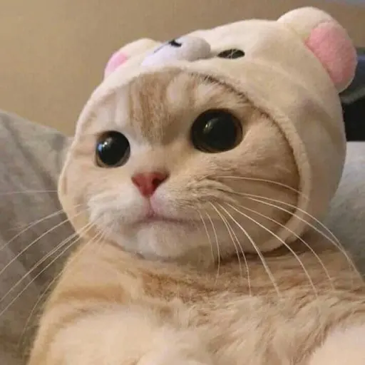 Nite의 고양이