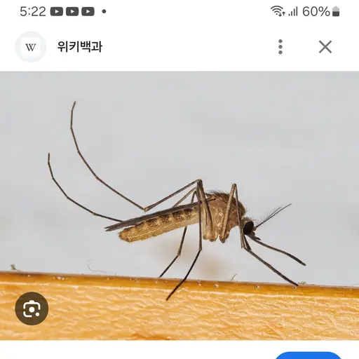 Loluge의 당신의 집에 있는 모기