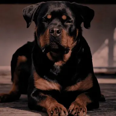Profile image of Bruno