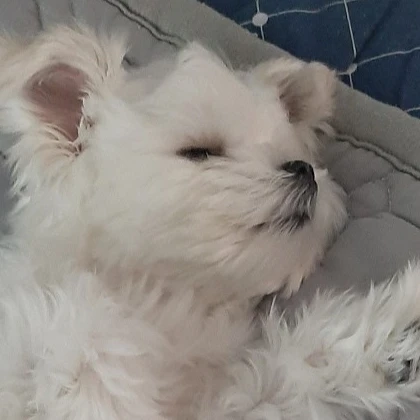 별이