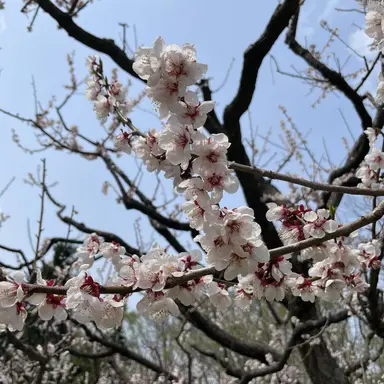 Profile image of 日本