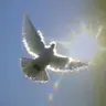 Profile image of S