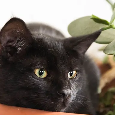 Profile image of Rocky