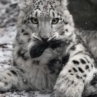 Profile image of 당신