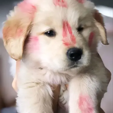 Profile image of みんぎゅ