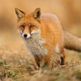 Profile image of 여우